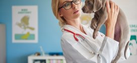 Crescimento do setor abre novas oportunidades para medicina veterinária