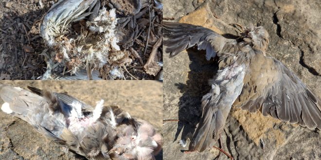 Mistério dos pássaros mortos é registrado em mais uma cidade do Norte do Piauí
