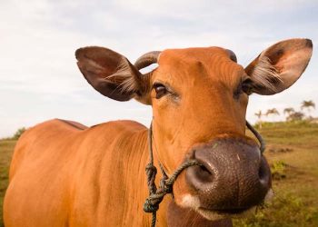 Preço do boi gordo hoje: confira as cotações para terça-feira (16)