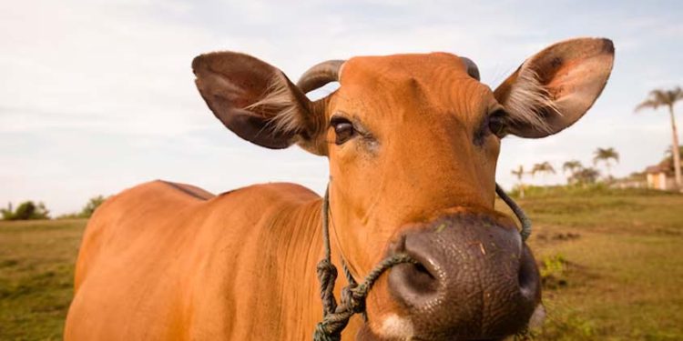 Preço do boi gordo hoje: confira as cotações para terça-feira (16)