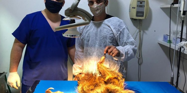 Rondônia celebra dia do médico veterinário com lei de Luís do Hospital