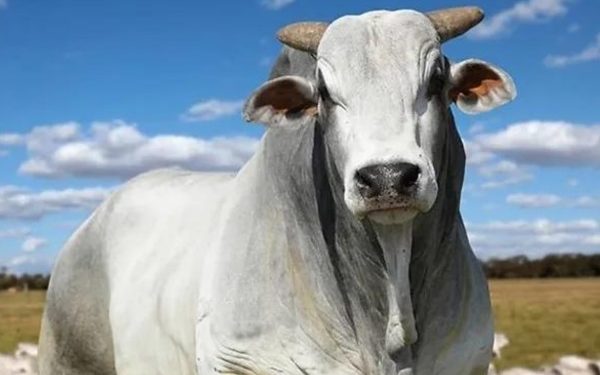Boi gordo: confira as projeções de preço para sexta-feira (5)