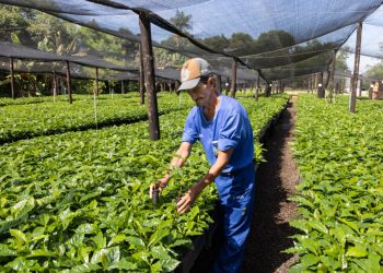 Deputado Alex Redano indica destinação de 100 mil mudas de café para São Francisco do Guaporé