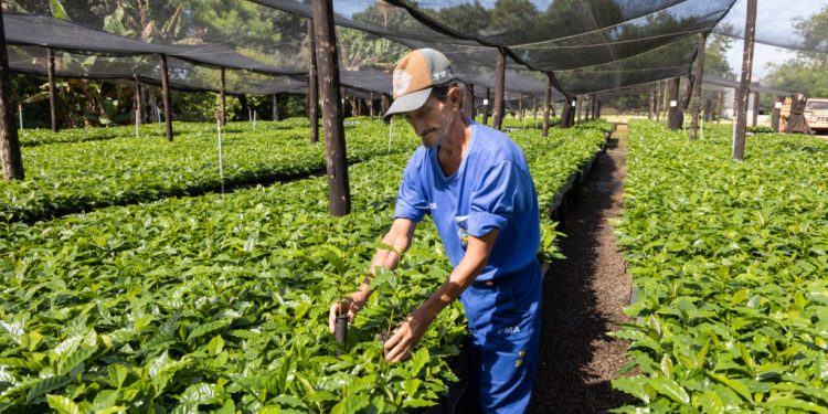 Deputado Alex Redano indica destinação de 100 mil mudas de café para São Francisco do Guaporé