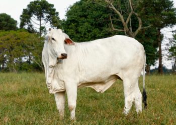 Boi gordo: confira cotações desta quarta (21)