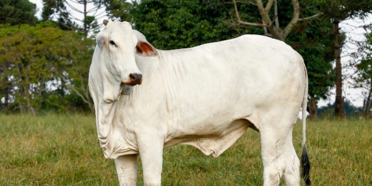 Boi gordo: confira cotações desta quarta (21)